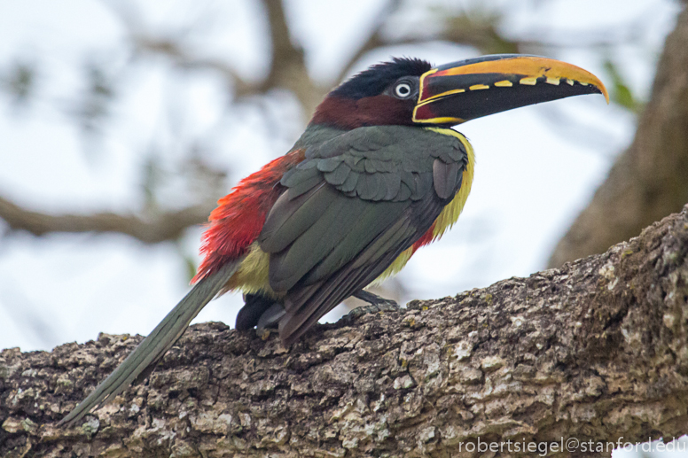 aracari